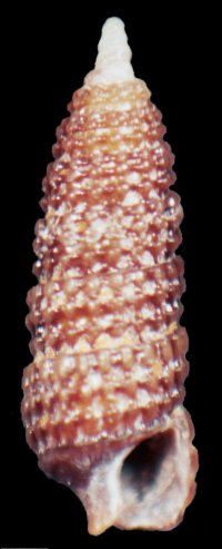 cerithiopsis sp